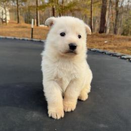 German Shepherd Puppies Ready for New Homes in Spartanburg, sc