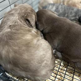 Pitbull Puppies - 1 Male and 6 Females Available in Ladson, sc