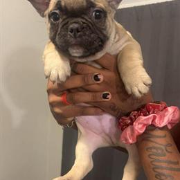 Platinum French Bulldogs Available - Males and Females in Bloomfield Hills, mi