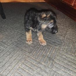 German Shepherd Puppies Available in Portage in Portage, in