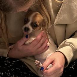 Female Chihuahua, 8 Weeks Old, Very Sweet and Loving in Wentzville, mo