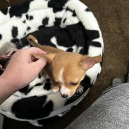Chihuahua Puppy - 7 Weeks Old in Wentzville, mo