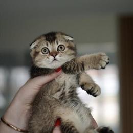 Scottish Fold Kitten - Golden Shaded Female, 3 Months Old in Naperville, il