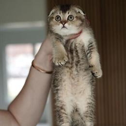 Scottish Fold Kitten IRIS - Male, 3 Months Old, Golden Shaded in Naperville, il
