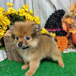 Pomeranian Puppies Available in Chicago - Prespoiled and Socialized in Chicago, il