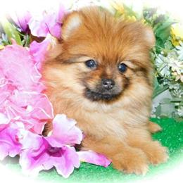 Pomeranian Puppies Available in Chicago - Prespoiled and Adorable in Chicago, il