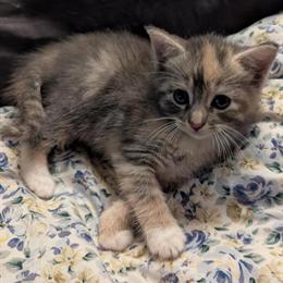 Domestic Longhair and Shorthair Kittens for Adoption in Allentown, pa