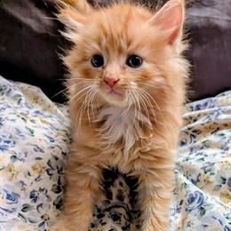 Domestic Longhair and Shorthair Kittens for Adoption in Allentown, pa