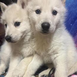 Wolf Hybrid Puppies - All White Females Available in Chardon, oh