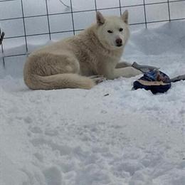 Wolf / Husky Hybrid Puppies for Adoption in Chardon, oh