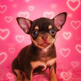 Micro Tiny Teacup Chihuahua Available in Pharr, tx