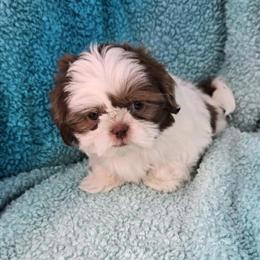Shih Tzu Puppy - One Female Available in Pharr, tx