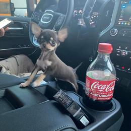 Chihuahua Puppies for Adoption in Pharr, tx