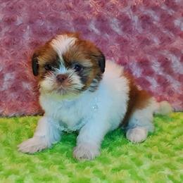 Gorgeous Shih Tzu Puppies Available in Pharr, tx