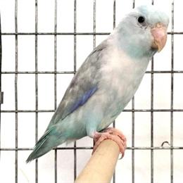 Blue Pastel Male, 3 Years Old for $275 in New Port Richey, fl