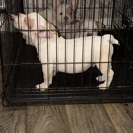 American Bully Pocket/Micro Puppies Available in Brockton, ma