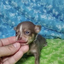 Tiny Chihuahua Puppies Ready for Adoption in Pharr, tx