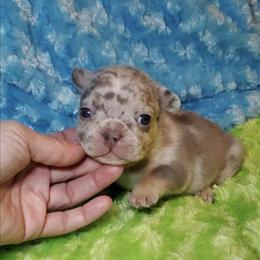 French Bulldog Puppies Available Now in Pharr, tx