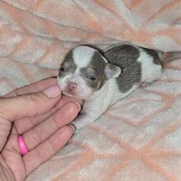 Chihuahua Puppies Ready for Forever Homes in Pharr, tx