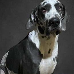 AKC Great Dane Stud Wanted for Blue Harlequin Female in Mansfield, oh