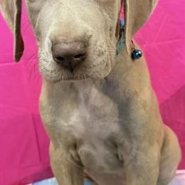 Great Dane puppies available for adoption in Mansfield, oh