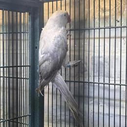 Indian Ringneck Grey Female for Adoption in Reading, pa