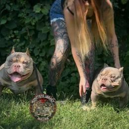 Merle Stud Available for Services in Minneapolis, mn