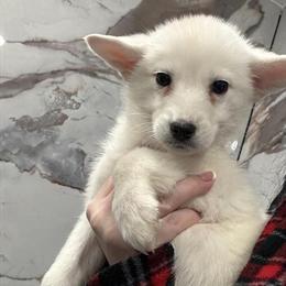 Female Husky Puppy Available in Philadelphia, pa