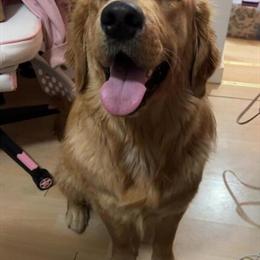 English Bulldog Stud Available for Breeding in Wellsburg, wv