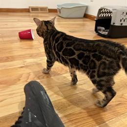 Bengal Female Kitten for Adoption in Uniontown, pa