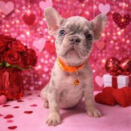 French Bulldog Puppies Ready for Valentine's Day in Murfreesboro, tn