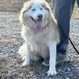 Husky looking for a loving home in Statesville, nc
