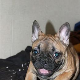 Female AKC French Bulldog Looking for a Loving Home in Morgantown, wv