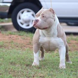 American Bully Breeding Planned for October 2025 - Taking Names Now in Lakeland, fl