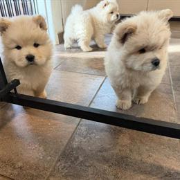 Chow Chow Puppies Available - 11 Weeks Old in Dayton, oh