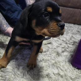 AKC Registered Rottweiler Puppies Available in Huntsville, mo