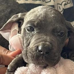 Cane Corso Brindle Puppies Ready for Adoption - Only 3 Left! in Jacksonville, fl