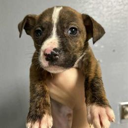 German Shepherd - Pitbull Puppies for Sale in Indianapolis, in