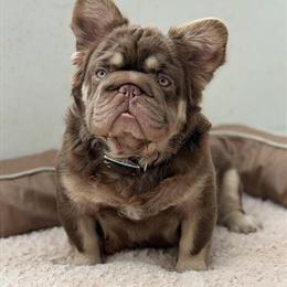 American Bully Stud - 9 Months Old, Rojo & Tan, Located in Georgia in Roswell, ga