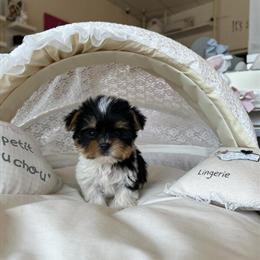 Teacup Yorkshire Terrier - Parti Colors, Trained, Ready for Forever Home in Detroit, mi