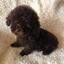 Teacup puppies available, ready for Christmas in Detroit, mi