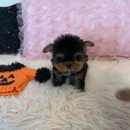Teacup Yorkshire Terriers - Trained with Health Guarantee in Detroit, mi