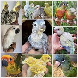 Conure Babies Available for Adoption in Hobe Sound, fl
