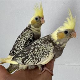 Hand Fed Cockatiels Available in Various Mutations in Hobe Sound, fl