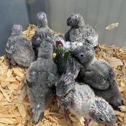 Green Cheek Conures Available for Adoption in Hobe Sound, fl