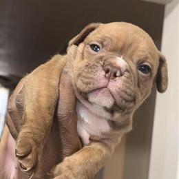 Exotic Bully Pups Ready for New Home in Portsmouth, va