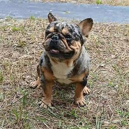 French Bulldog Stud Service Available in Miami, fl