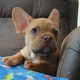 Male Fawn French Bulldog with Exotic DNA in Miami, fl