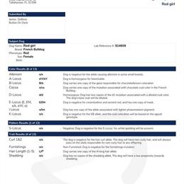 Female French Bulldog for Sale - Compact and Well-Structured in Houston, tx