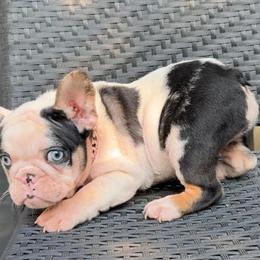 Female French Bulldog Puppies Available in Houston, tx